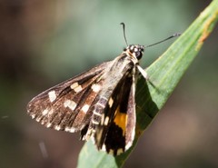 Hesperilla ornata