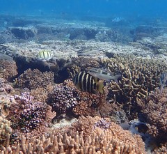 Abudefduf septemfasciatus