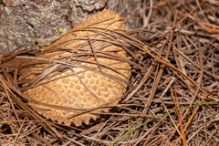 Boletellus ananas image