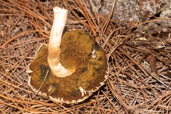Boletellus ananas image