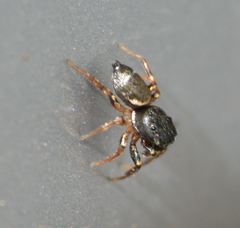 Salticinae
