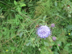 Eristalis jugorum