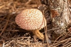 Boletellus ananas image