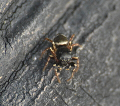 Salticinae