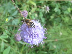 Eristalis jugorum