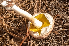 Boletellus ananas image