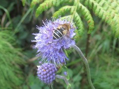 Eristalis jugorum