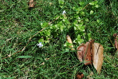 Lindernia rotundifolia
