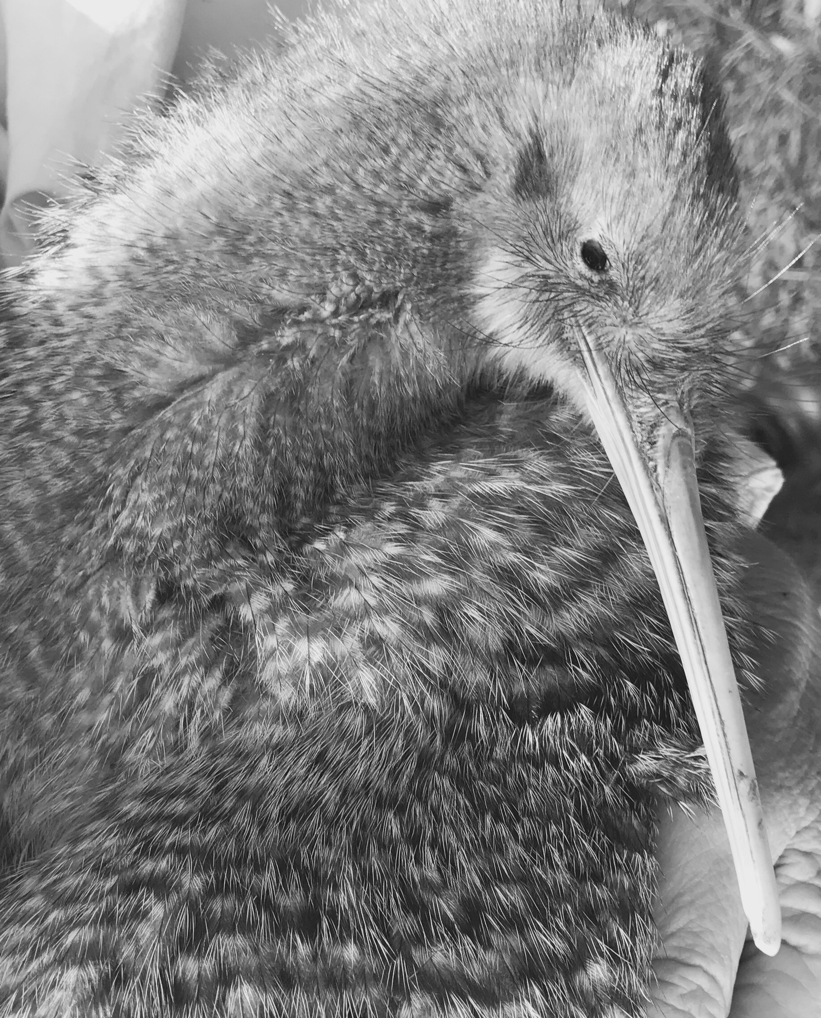 Little Spotted Kiwi (Apteryx owenii)