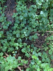 Chrysosplenium glechomifolium