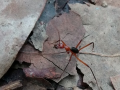 Leptomyrmex tibialis