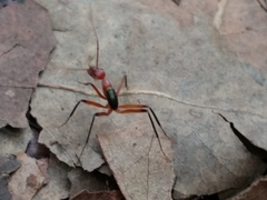 Leptomyrmex tibialis