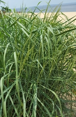 Panicum amarum amarulum