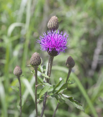Serratula coronata insularis