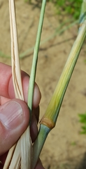 Panicum amarum amarulum