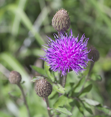 Serratula coronata insularis