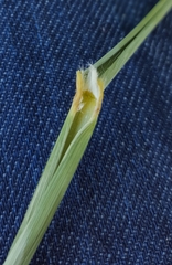 Panicum amarum amarulum