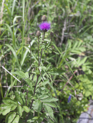 Serratula coronata insularis