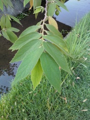 Muntingia calabura