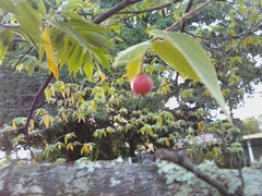Muntingia calabura