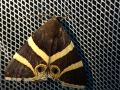 Grammodes ocellata