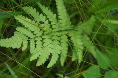 Thelypteris palustris pubescens