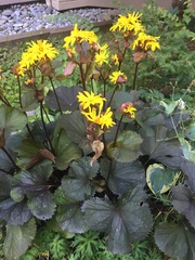 Ligularia dentata