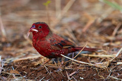 Neochmia phaeton phaeton