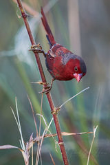 Neochmia phaeton phaeton