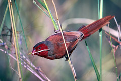Neochmia phaeton phaeton