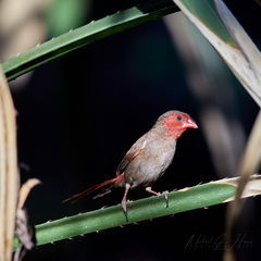 Neochmia phaeton phaeton