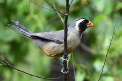 Golden-Billed Saltator photo 4