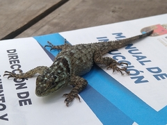 Sceloporus serrifer