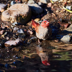 Neochmia phaeton phaeton