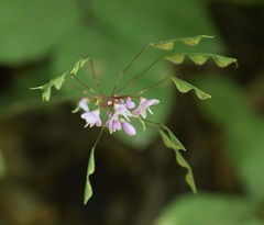 Hylodesmum nudiflorum