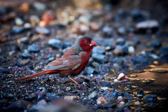 Neochmia phaeton phaeton