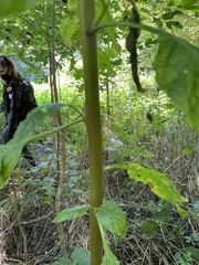 Phytolacca americana