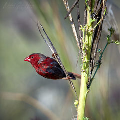Neochmia phaeton phaeton