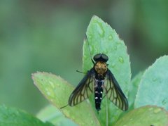 Chrysopilus thoracicus