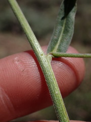 Hackelia brevicula