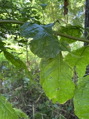 Phytolacca americana