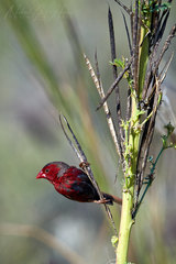 Neochmia phaeton phaeton