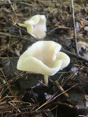 Melanoleuca alboflavida