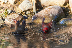 Neochmia phaeton phaeton