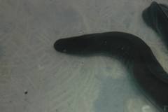 Typhlonectes compressicauda