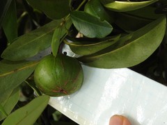 Garcinia oblongifolia