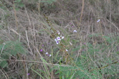 Tephrosia noctiflora