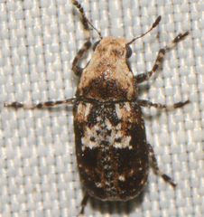 Euparius paganus