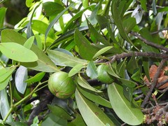 Garcinia oblongifolia