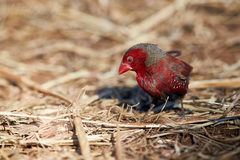 Neochmia phaeton phaeton